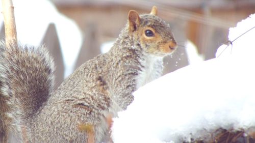 Close-up of squirrel