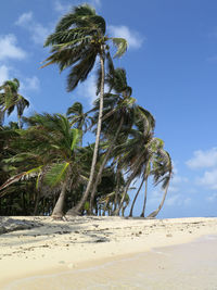 Low angle view of palm trees on beach against sky