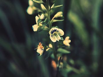 Close-up of white flowering plant