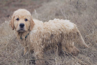 Close-up portrait of dog on field