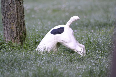 View of duck on field