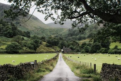 Farmhouse driveway 