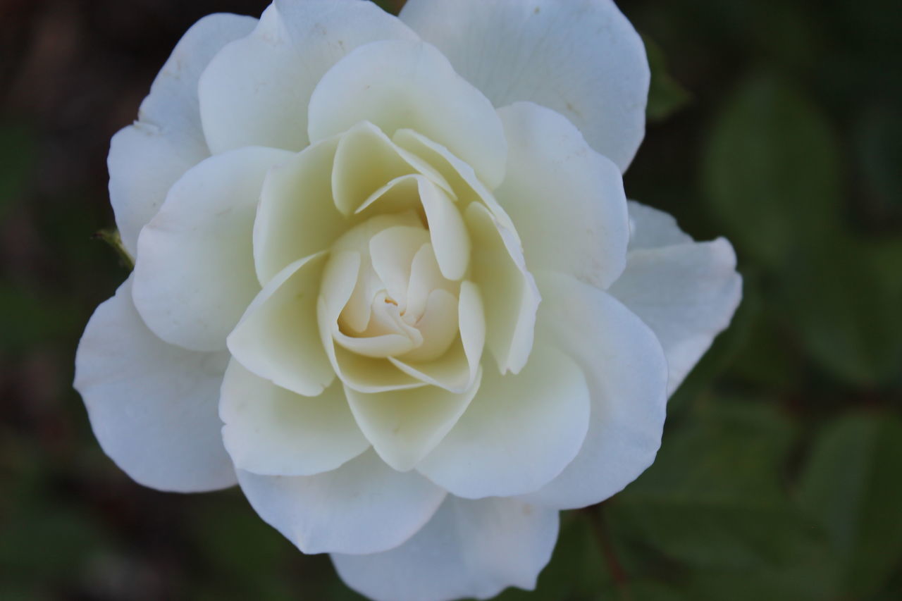 CLOSE-UP OF WHITE ROSE WITH FLOWER