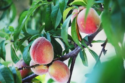 Close-up of fruits on tree