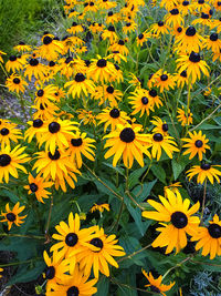 Close-up of yellow flowers in field