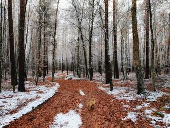 Trees in forest during winter