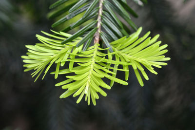 Close-up of pine tree leaves