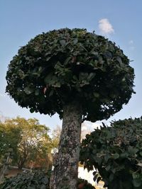 Low angle view of tree against sky