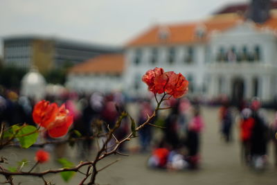 Close-up of red flowering plant in city