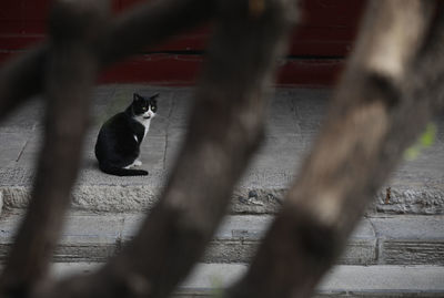 Cat looking away