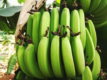 Close-up of bananas on tree