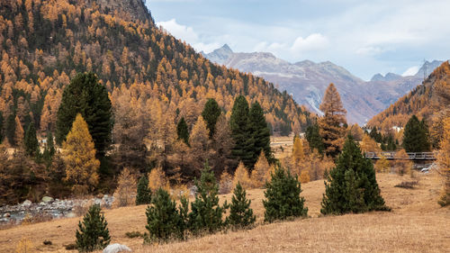 Scenic view of trees and mountains against sky