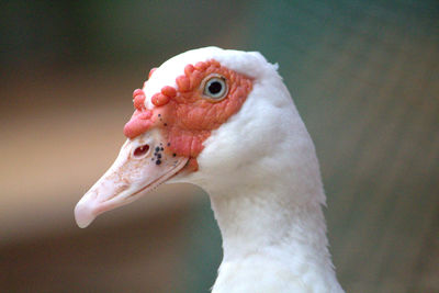 Close-up of muscovy duck