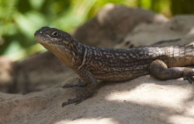 Close-up of lizard