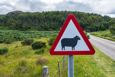Sheep danger signal, highlands, scotland
