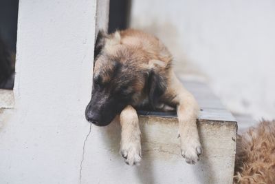 Dog resting