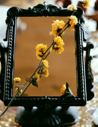 Close-up of yellow flowering plant