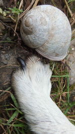 High angle view of animal shell on field