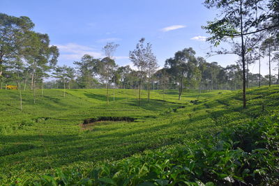 Scenic view of agricultural field against sky