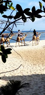 View of horse on beach against sky