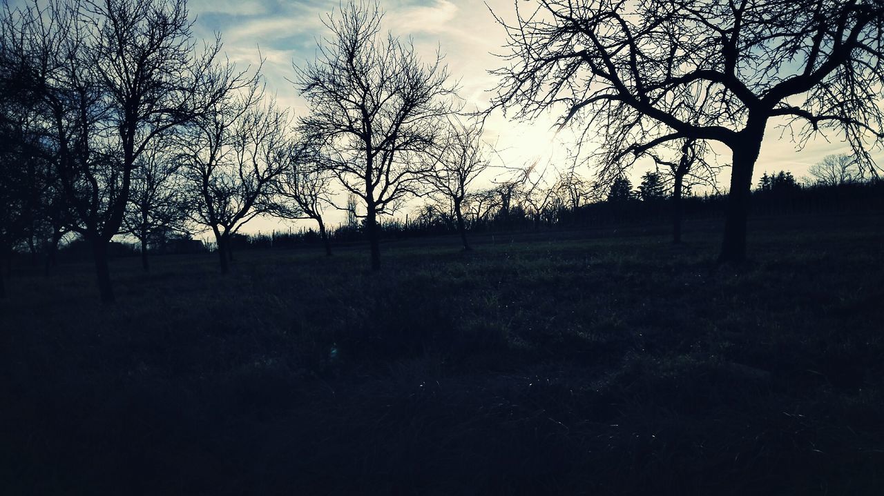 SILHOUETTE OF TREES AT SUNSET