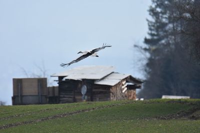 Stork flying over a field