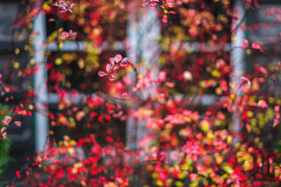 Close-up of flowers blooming outdoors