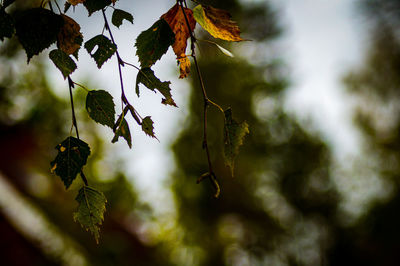 Close-up of leaves on plant