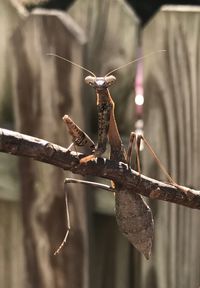 Close-up of insect perching on branch