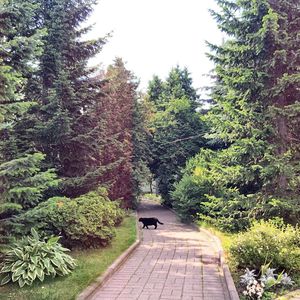 Narrow pathway along trees