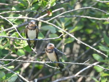 Bird perching on a branch