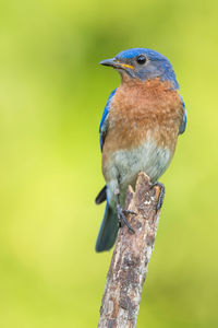 Close-up of a bird perching on branch