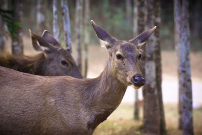 Close-up of deer