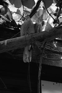 Close-up of bird perching on branch