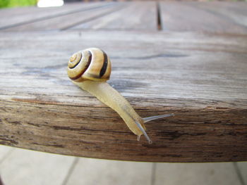 Close-up of snail on wood