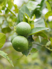 Close-up of fruit growing on tree