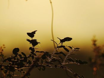 Close-up of silhouette plant against sky during sunset