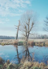 Bare tree by lake against sky