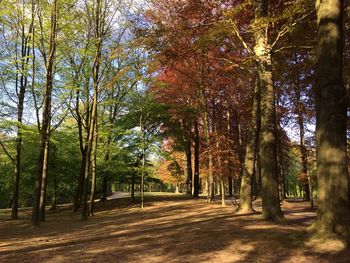 Trees in forest