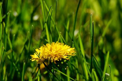 Close-up of yellow flowering plant on field