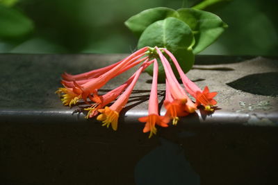 Close-up of orange flower on potted plant