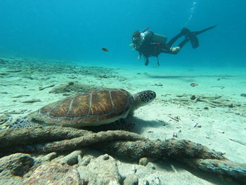 Scubadiver with turtle