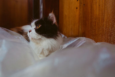 Cat lying on bed at home