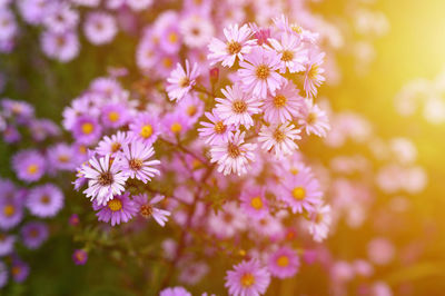 Autumn flowers aster novi-belgii vibrant light purple color in full bloom in the garden. flare