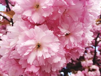 Close-up of pink flowers