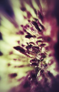 Close-up of flowers against blurred background