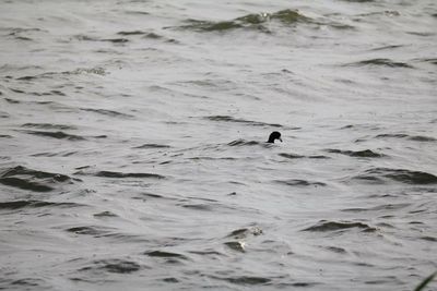 Duck swimming in sea