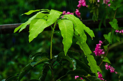 Close-up of water drops on plant