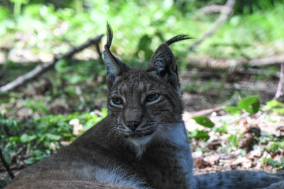 Close-up portrait of tabby cat on land