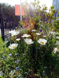 Flowers blooming outdoors